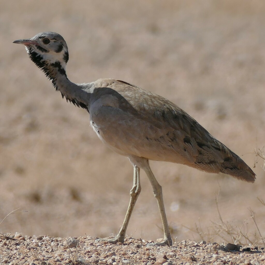 Rüppell's Bustard photo