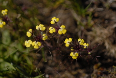 Triphysaria eriantha