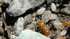 Lasius interjectus