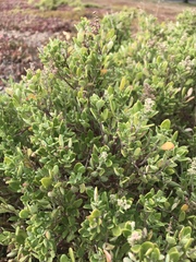 Rhagodia candolleana