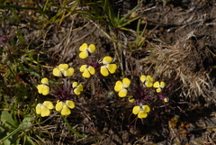 Triphysaria eriantha