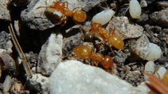 Lasius interjectus