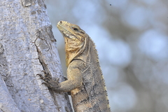 Cyclura nubila