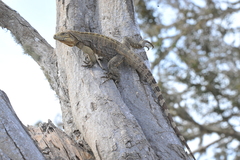 Cyclura nubila