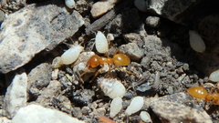 Lasius interjectus