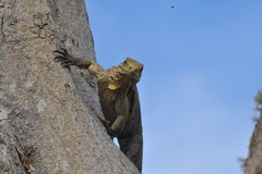 Cyclura nubila
