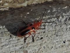 Phyllobrotica sororia