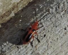 Phyllobrotica sororia