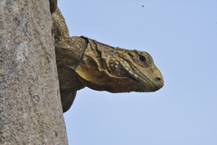 Cyclura nubila