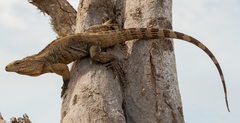 Cyclura nubila