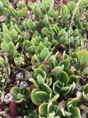 Tetragonia implexicoma