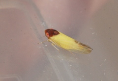 Colladonus aureolus