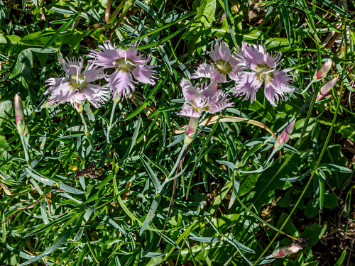 Image of Dianthus sternbergii by (c) rainerburkard, some rights reserved (CC BY)