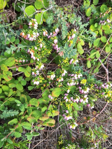 Erica erigena (Erica erigena)
