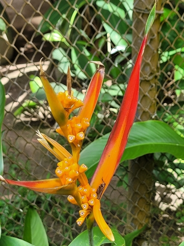 Foto de Bananeira-de-jardim