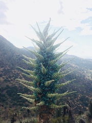 Puya alpestris
