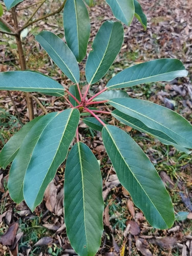 pavavrín dlhostopkatý (Daphniphyllum macropodum)
