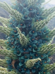 Puya alpestris