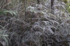 Poodytes punctatus vealeae