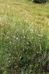 Sanguisorba parviflora