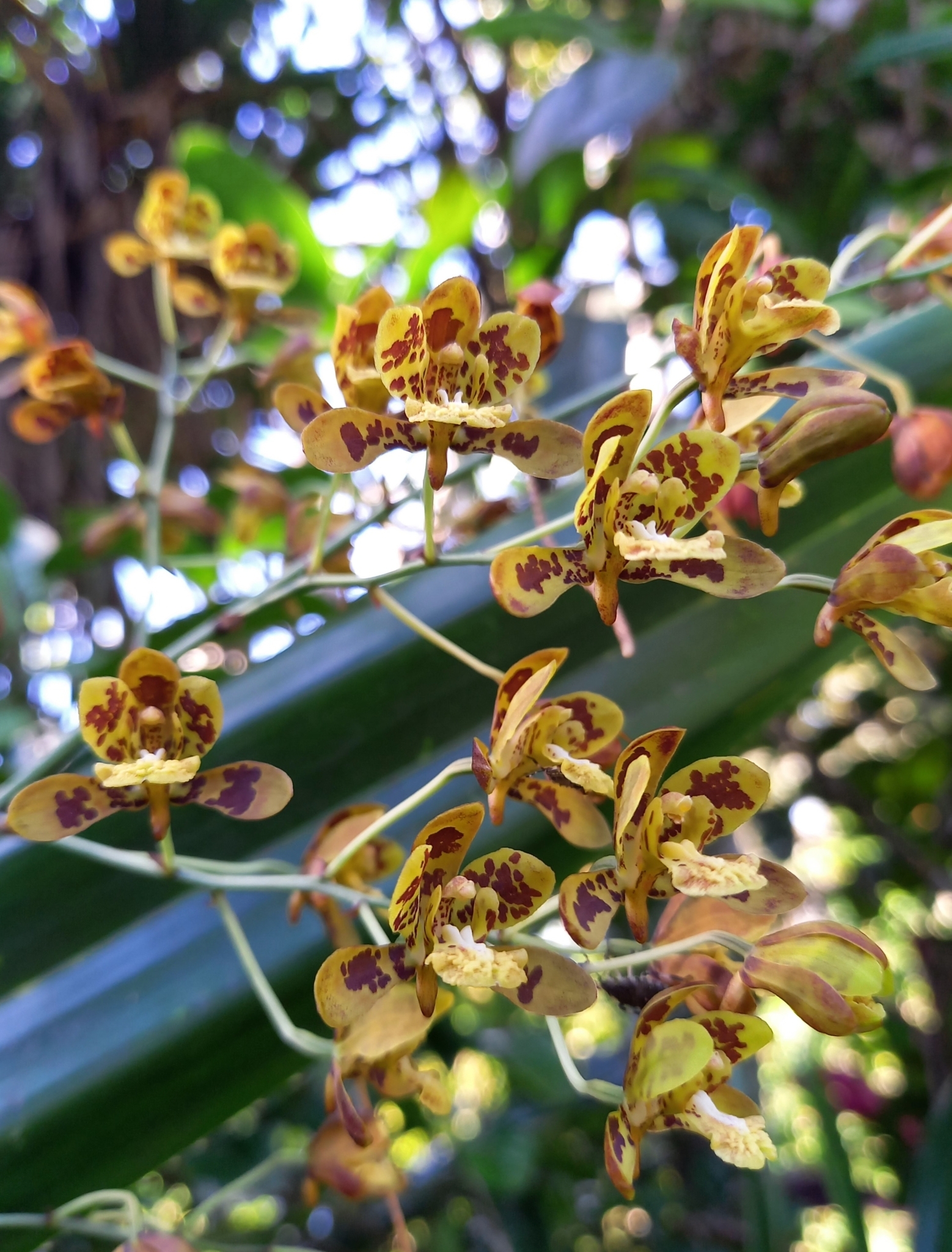 Imagem de Orquídea-bambu