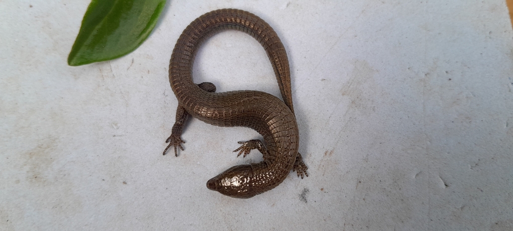 Riama labionis