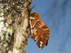 Endromis versicolora