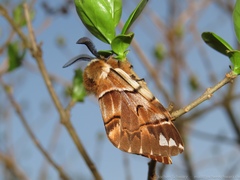 Endromis versicolora