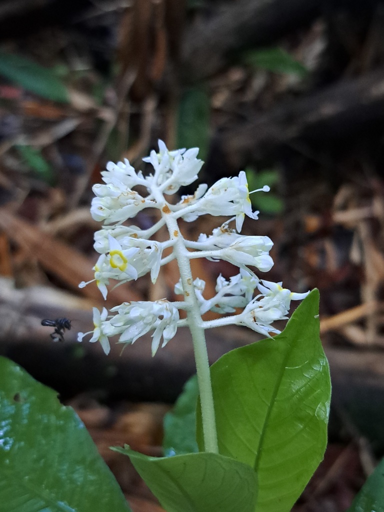 Palicourea violacea