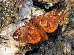 Endromis versicolora