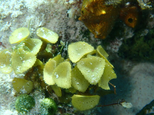 Turbinaria tricostata observed 2024-01-03