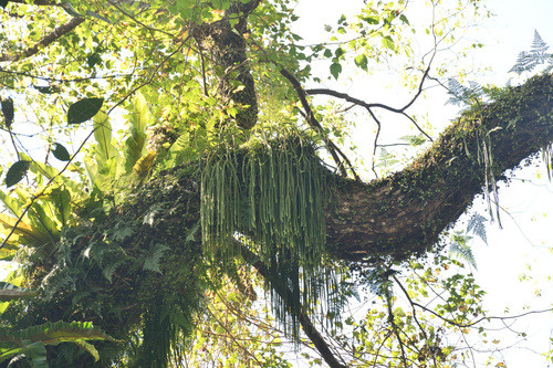 Huperzia carinata iNat (2)