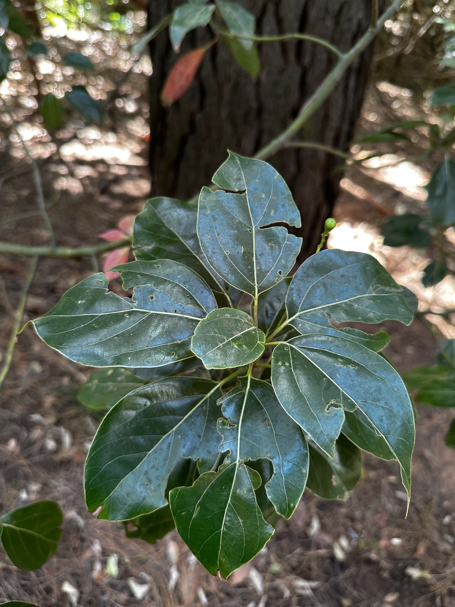 Imagem de Canela