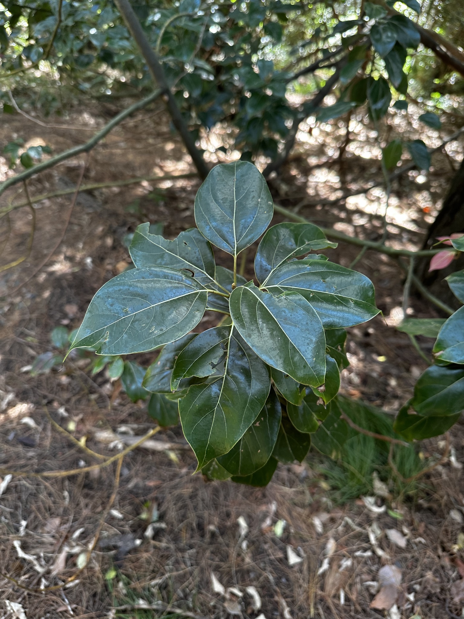 Imagem de Canela