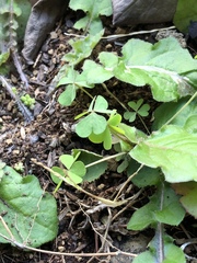 Oxalis corniculata