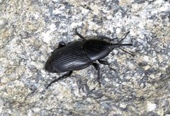 Scyphophorus yuccae