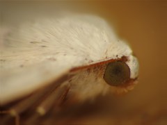 Lomographa temerata