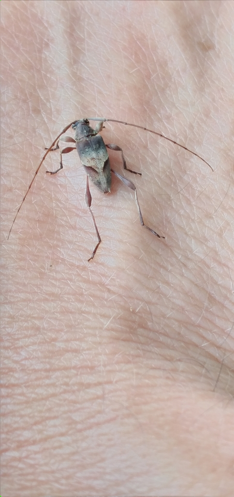Anisopodus curvilineatus