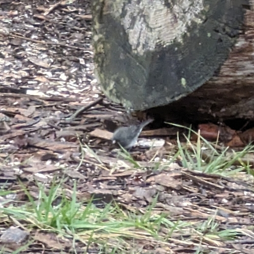 Dark-eyed Junco photographed in Kentucky