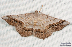 Eumacaria madopata