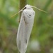 Bogus Yucca Moth - Photo (c) Bob O'Kennon, some rights reserved (CC BY-NC), uploaded by Bob O'Kennon