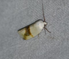 Ponometia virginalis