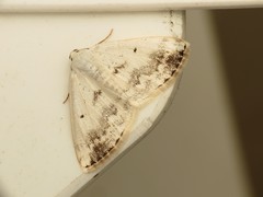 Lomographa temerata