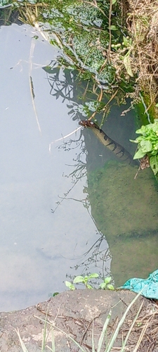 Ornate African Water Snake