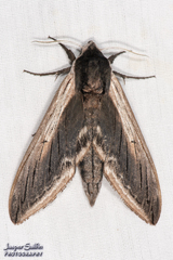 Sphinx drupiferarum