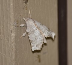 Olceclostera seraphica