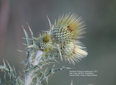 Cirsium rhaphilepis