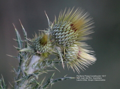 Cirsium rhaphilepis