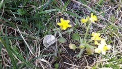 Ranunculus rhomboideus