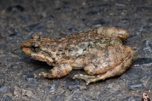 Ye's Spiny-vented Frog